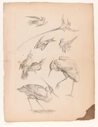 鷺と極楽鳥を含む9羽の中国の鳥 いろいろな中国の鳥（連載タイトル） Livre des differentes éspeces d