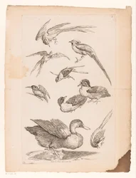 アヒル、カワセミ、おそらく極楽鳥を含む9羽の中国の鳥 いろいろな中国の鳥（連載タイトル） Livre des differentes éspeces d