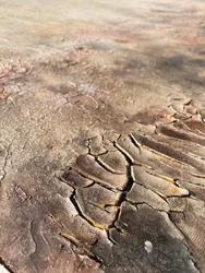 ひび割れた大地の質感