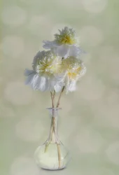 優雅な白い花々