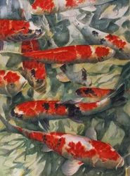 鯉