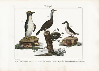 海鳥たちカワウ、ノーザン・フルマー、マカロニペンギン