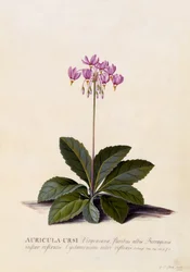 Aricula ursi、流れ星、1744年頃（手描きの彫刻）