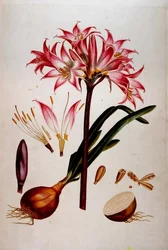 Plantae Selectae」（1750-73年）の植物図版（Christoph Jacob Trewの編纂によるものもあり）。