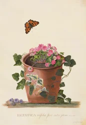 肝トリフォリア（Nobilis）、1745（ヴェラムのガッシュ）