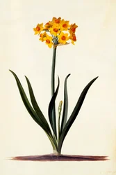 ナルキッソス、1745年頃の手彩色のエングレーヴィング。