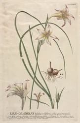 植物を選択：いいえ。 39-ユリ-グラジオラス。