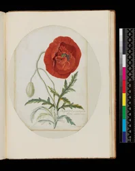 ポピー（Papaver erraticum）、1772（ペンシル、トイレ、ベラムのボディカラー）