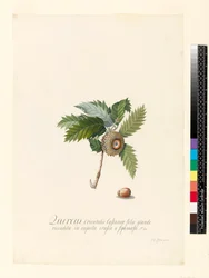 Quercus Orientalis、1742（WCおよびベラムのボディカラー）