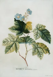 ルバス、1744