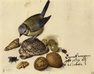 シジュウカラ、貝殻、果物、昆虫のある静物、1629年。