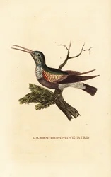 クロハラハチドリ、Eupherusa nigriventris、雌