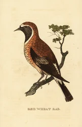 黒い耳のホエール・モーフ、Oenanthe hispanica stapazina