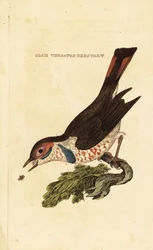 ブルースロート、Luscinia svecica