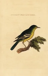 グリーンバック・フライコーター、Ficedula elisae