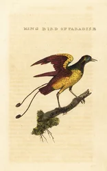 キングバードオブパラダイス、Cicinnurus regius