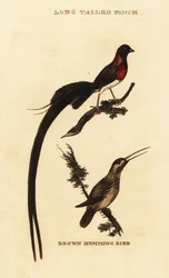 ロングテール・パラダイス・ホワイダ（Vidua paradisaea）とルファス・ハミングバード（Selasphorus rufus）。