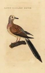 Mourning where, Zenaida macroura