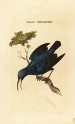 ムラサキスイカズラ、Cyanerpes caeruleus