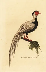 銀色のキジ、Lophura nycthemera