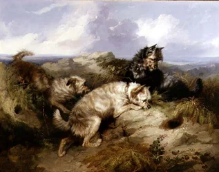 A Dandy Dinmont and Two Cairns Rabbiting（油彩・キャンバス）
