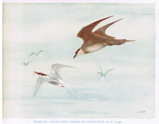 ホッキョクアジサシに追われるホッキョクアジサシ（Kirkman  Jourdain著「British birds」より