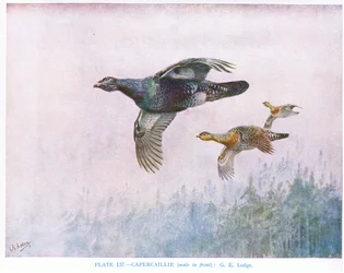 カークマン＆ジュルダン著「British Birds」よりカペルカイリ（手前がオス