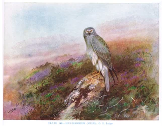 ヘン・ハリアー（オス）、カークマン＆ジュールダン著「British Birds」より