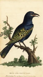 アフリカの光沢のあるムクドリ、Lamprotornis 種。 ,1800年（刻印）