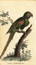 アレキサンドリン インコ、Psittacula eupatria、1800 年 (彫刻)