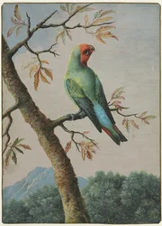 鳥の研究