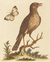 蝶と茶色の鳥