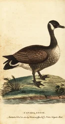 カナダのガチョウ、ブランタ カナデンシス、1800 年 (彫刻)