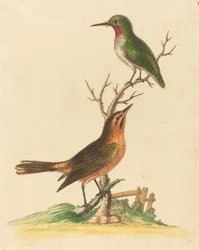 赤い喉と茶色とオレンジ色の鳥と緑の鳥。