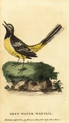 灰色の鶺鴒、Motacilla cinerea。 ,1800年（刻印）