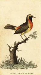 Gira tanager、Hemitraupis gira。 ,1800年（刻印）