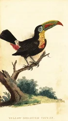 キールハシビロオオハシ、Ramphastosulfuratus。 ,1800年（刻印）