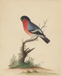 [赤い胸の鳥]