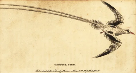 赤くちばし熱帯鳥、Phaethon aethereus.、1800 年 (彫刻)