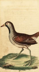 ソラ、ポルザナ・カロライナ。 ,1800年（刻印）