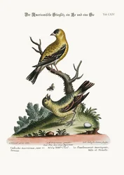 アメリカのゴールドフィンチ、雄鶏と雌鳥、1749-73