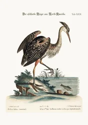 北米の灰色のサギ、1749-73
