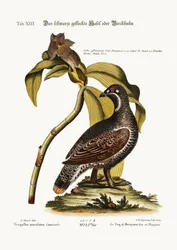 黒と斑点のあるライチョウの雄、1749-73年