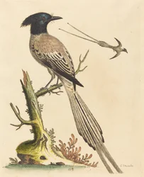 1743年に出版された白黒の紋付き極楽鳥。