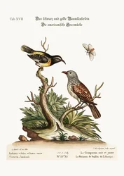 黒と黄色のクリーパー。アメリカの生垣雀、1749-73