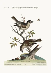 コックコールドフィンチ。ヘンコールドフィンチ、1749年〜73年