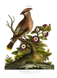 アメリカのカンムリレンジャク（Ampelis）