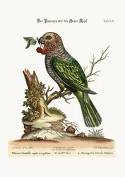 ハヤブサ頭のオウム、1749-73年
