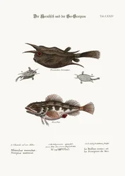角魚と海サソリ、1749-73