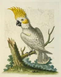 黄色の紋章を持つレッサーホワイトコカトゥー。 - Le Petit Cacatua Blanc a Crete Jaune